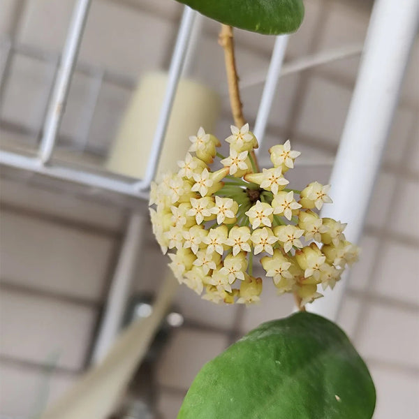 Hoya incrassata, 5 Cuttings