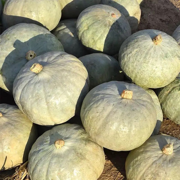 'Jiemei' Silver Chestnut Pumpkin, 10 Seeds