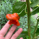 Bat Chili Seeds, 100 Seeds