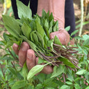 Licorice Basil, 100 ~ 150 Seeds