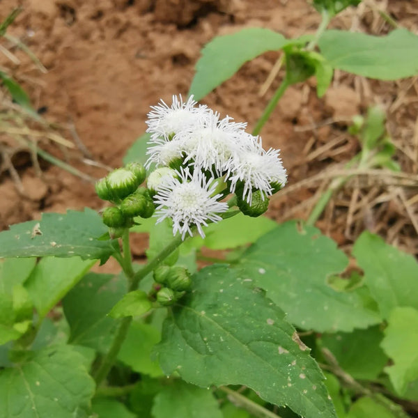 Large-Flowered Ageratum (White), 500 Seeds