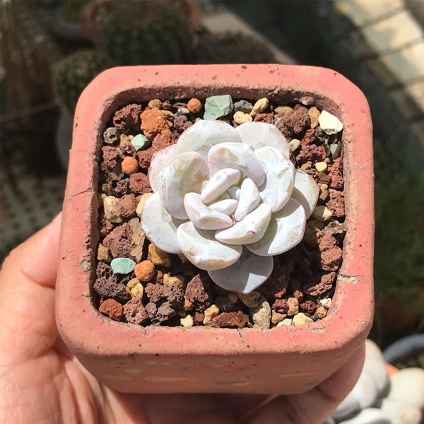 Echeveria laui, 50 Seeds
