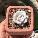 Echeveria laui, 50 Seeds