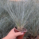 Festuca glauca, 100 Seeds