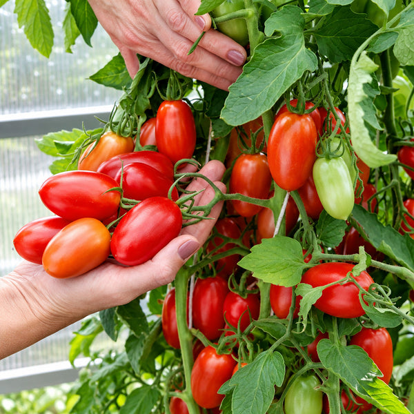 558 Jack Pot F1 Tomato, 5 Seeds