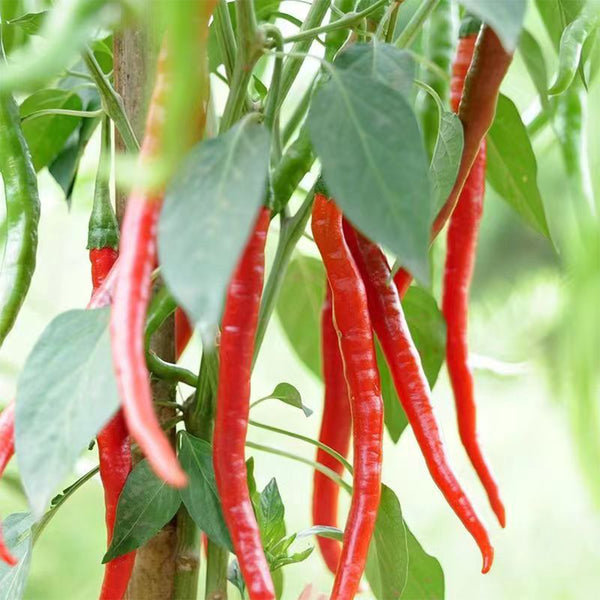 Erjingtiao Pepper Seeds, 1g