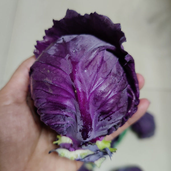 'Purple Crystal' Cabbage, 500 Seeds