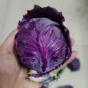 'Purple Crystal' Cabbage, 500 Seeds
