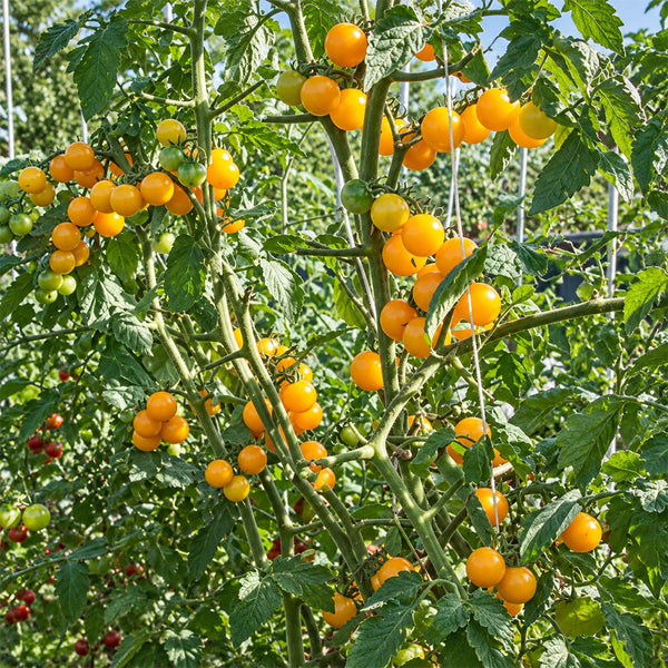 403 Yellow Cherry Potato Leaf Tomato, 5 Seeds
