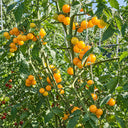 403 Yellow Cherry Potato Leaf Tomato, 5 Seeds