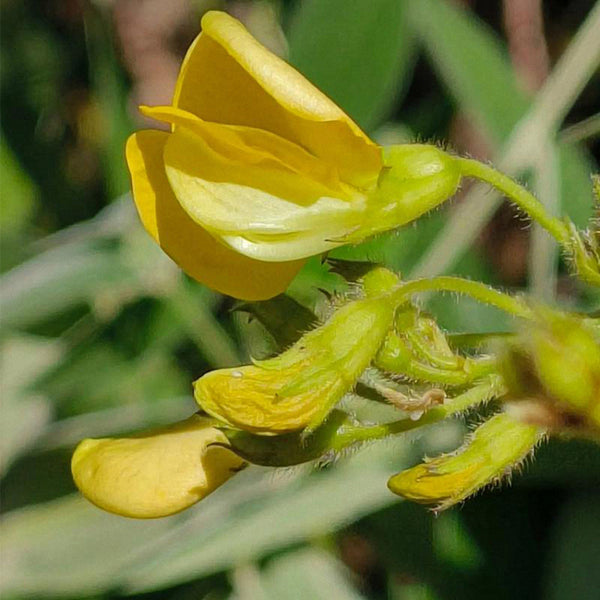 Pigeon Pea Seeds, 50 Seeds