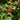 Red Firethorn, 100 Seeds
