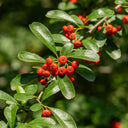 Red Firethorn, 100 Seeds