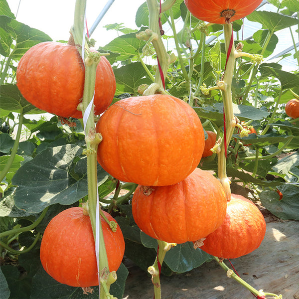 Golden Honey Pumpkin Seeds, 10 Seeds