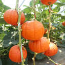 Golden Honey Pumpkin Seeds, 10 Seeds