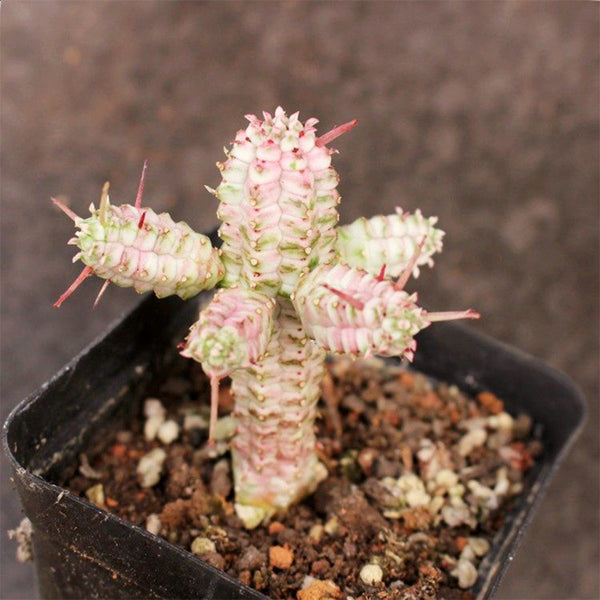 Euphorbia mammillaris 'Variegata', 6-8cm