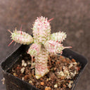 Euphorbia mammillaris 'Variegata', 6-8cm