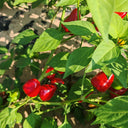 Spicy Aromatic Jar Pepper Seeds, 0.5g