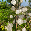 Silver Dollar Plant, 50 Seeds