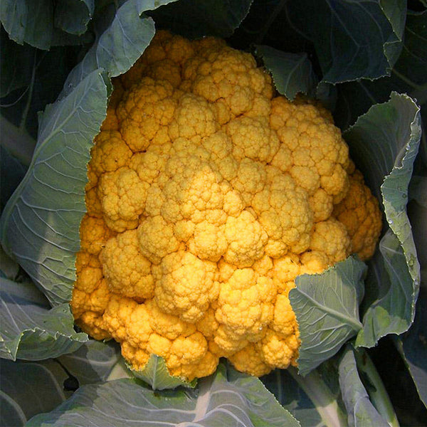 Golden Cauliflower (Brassica oleracea var. Botrytis) Seeds, 100 Seeds