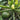 Bush Zucchini, 10 Seeds