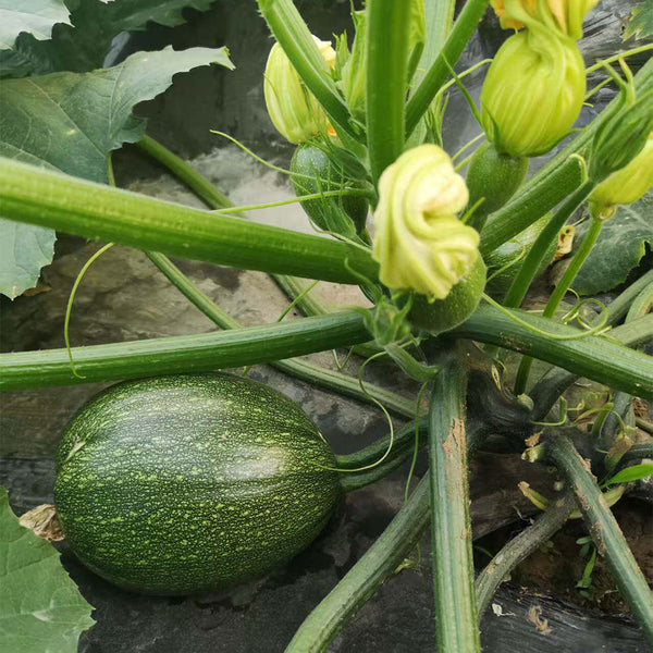 Bush Zucchini, 10 Seeds
