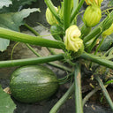 Bush Zucchini, 10 Seeds