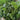 Green Round Leaf Amaranth Seeds, 10g