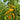 310 Dwarf Eagle Smiley Tomato, 5 Seeds