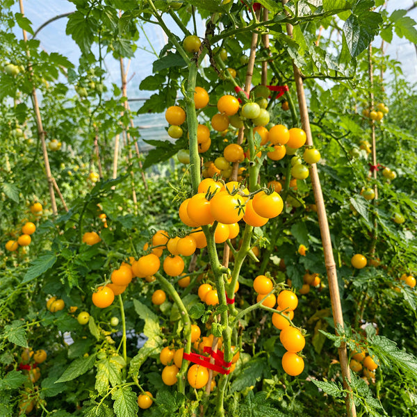 310 Dwarf Eagle Smiley Tomato, 5 Seeds