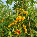 310 Dwarf Eagle Smiley Tomato, 5 Seeds