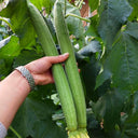 Thailand Medium Green Luffa, 100 Seeds