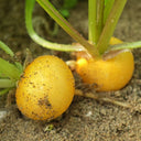 Yellow Cherry Radish, 10g