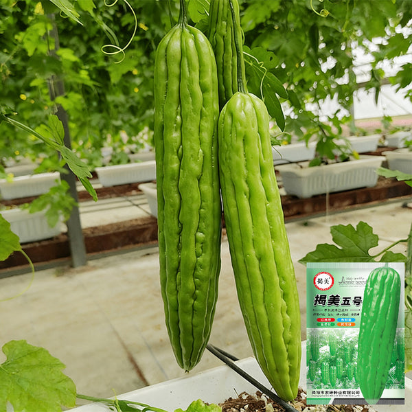 Jiemei No.5 Bitter Gourd, 50 Seeds