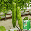 Jiemei No.5 Bitter Gourd, 50 Seeds