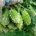 'Hei Wawa' Small Spiny Black Bitter Melon Seeds, 5 Seeds