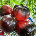 955 Sergeant Pepper's x Pascal Tomato, 5 Seeds