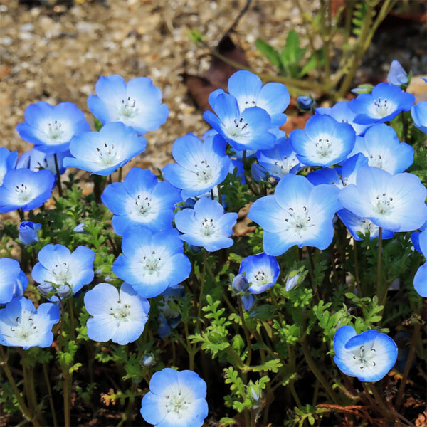 Hezhichun Baby Blue Eyes, 30 Seeds