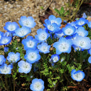 Hezhichun Baby Blue Eyes, 30 Seeds