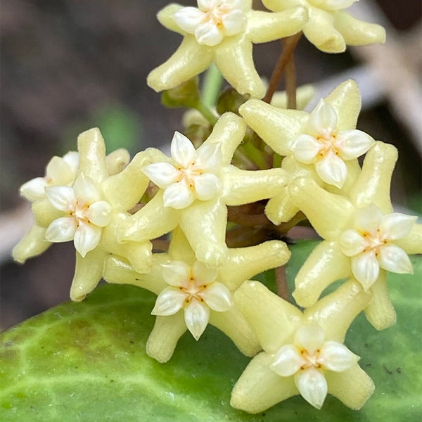 Hoya merrillii, 2 Cuttings