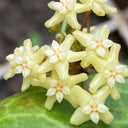 Hoya merrillii, 2 Cuttings
