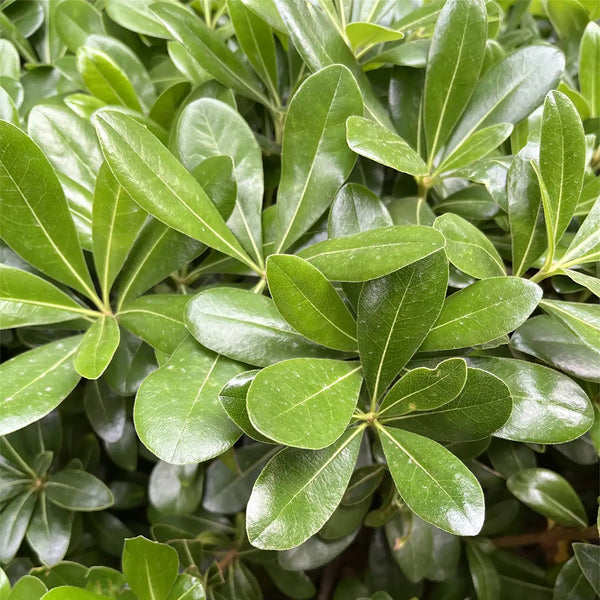 Pittosporum tobira, 100 Seeds