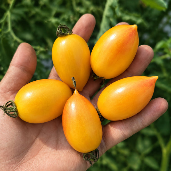 1164 Candy Sweet Icicle Yellow Tomato, 5 Seeds