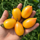 1164 Candy Sweet Icicle Yellow Tomato, 5 Seeds