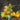 668 Key's Fire Egg Tomato, 5 Seeds