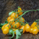 668 Key's Fire Egg Tomato, 5 Seeds