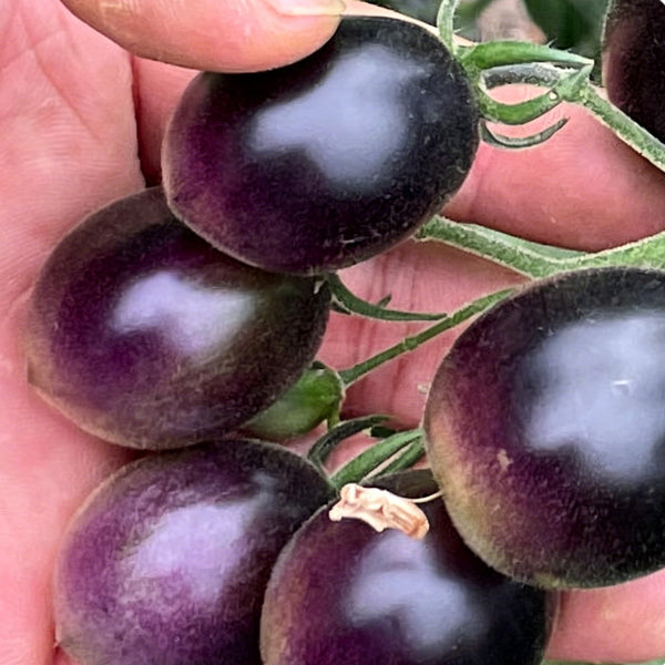Black Jade Cherry Tomato, 100 Seeds