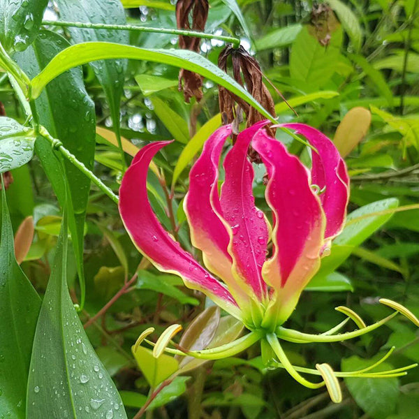 Mixed Color Gloriosa Lily, 2 Bulbs (Random Color)