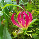 Mixed Color Gloriosa Lily, 2 Bulbs (Random Color)