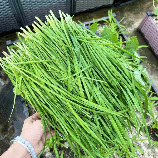 Fine-Leaf Snow Leek Seeds, 10g
